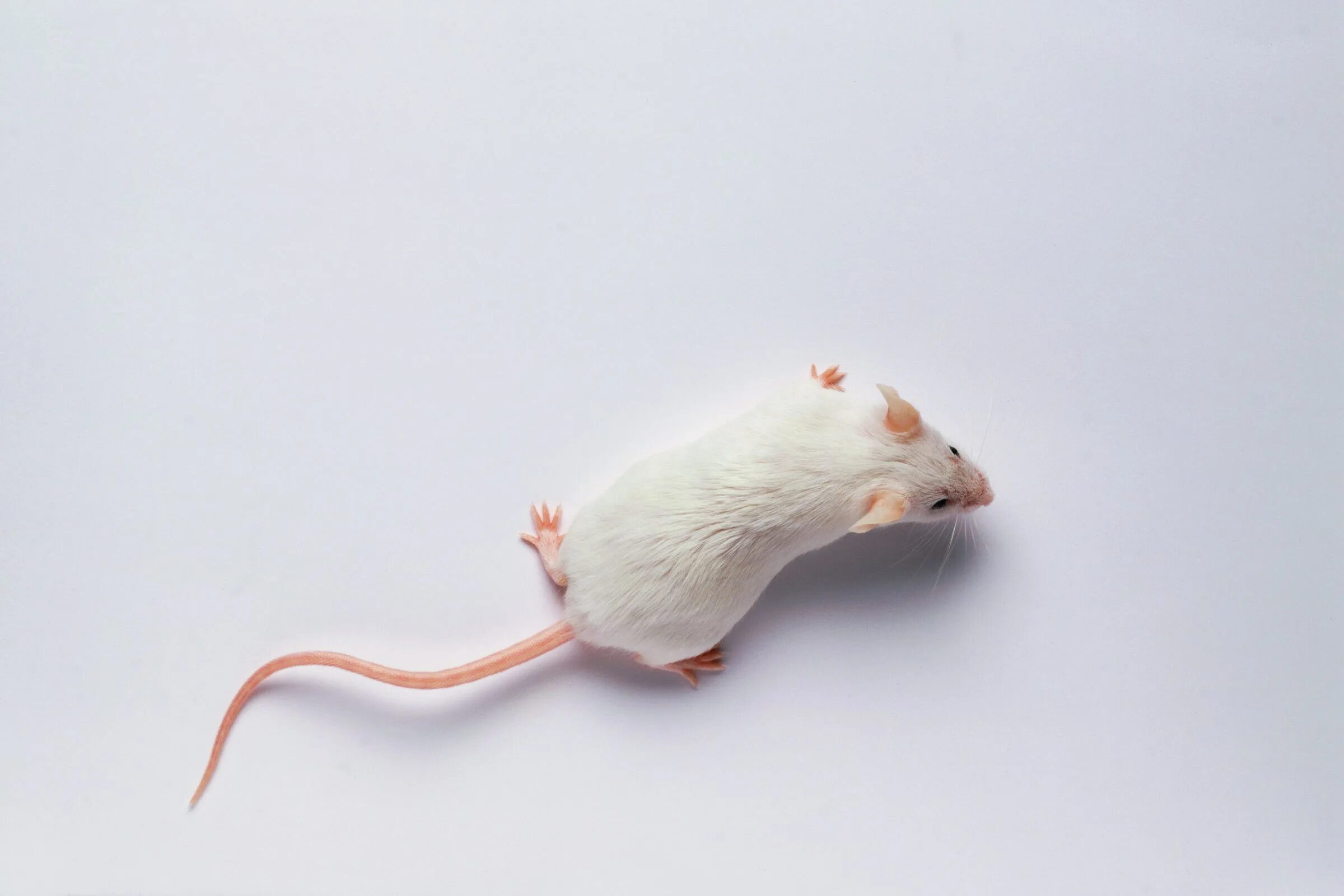 Чисто мышь. Крысы породы Вистар. Белая мышь. Мышь вид сверху. Белые лабораторные мыши.