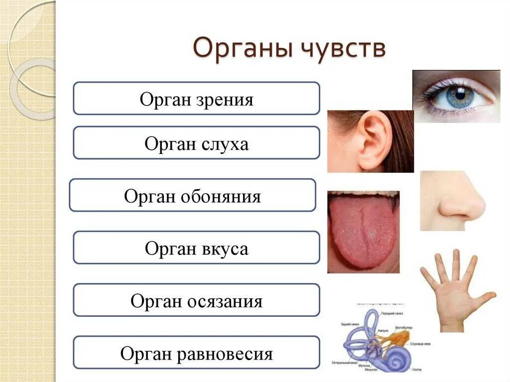 Осязание обоняние зрение слух. Органы человека зрения слуха обоняния вкуса осязания. система органов органы чувств. система органов чувств человека строение. органы чувствяелоыека.