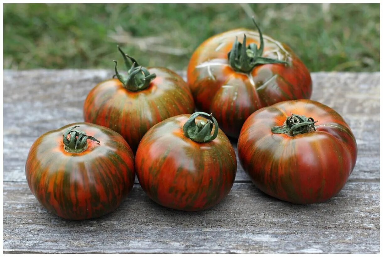 Solar Flare Tomato Seed Tomato seeds, Tomato, Types of tomatoes