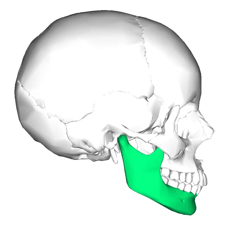 Нижняя челюсть кость. Нижняя челюсть (mandibula). Череп человека нижняя челюсть. Нижняя челюсть с другими костями черепа