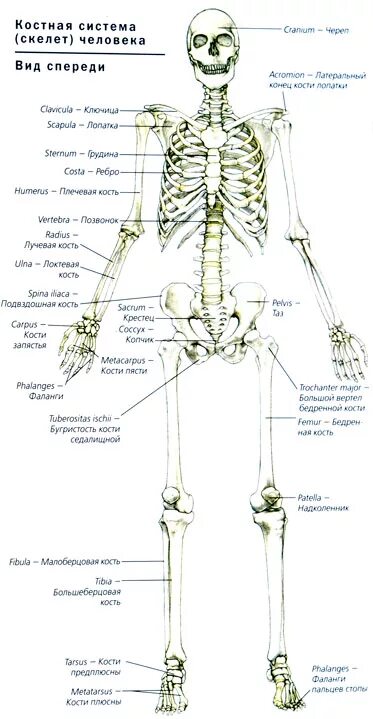 Скелет человека анатомия латынь. Строение скелета на латыни. Скелет человека с латинскими названиями. Строение скелета на латинском и русском. Человек латинское название