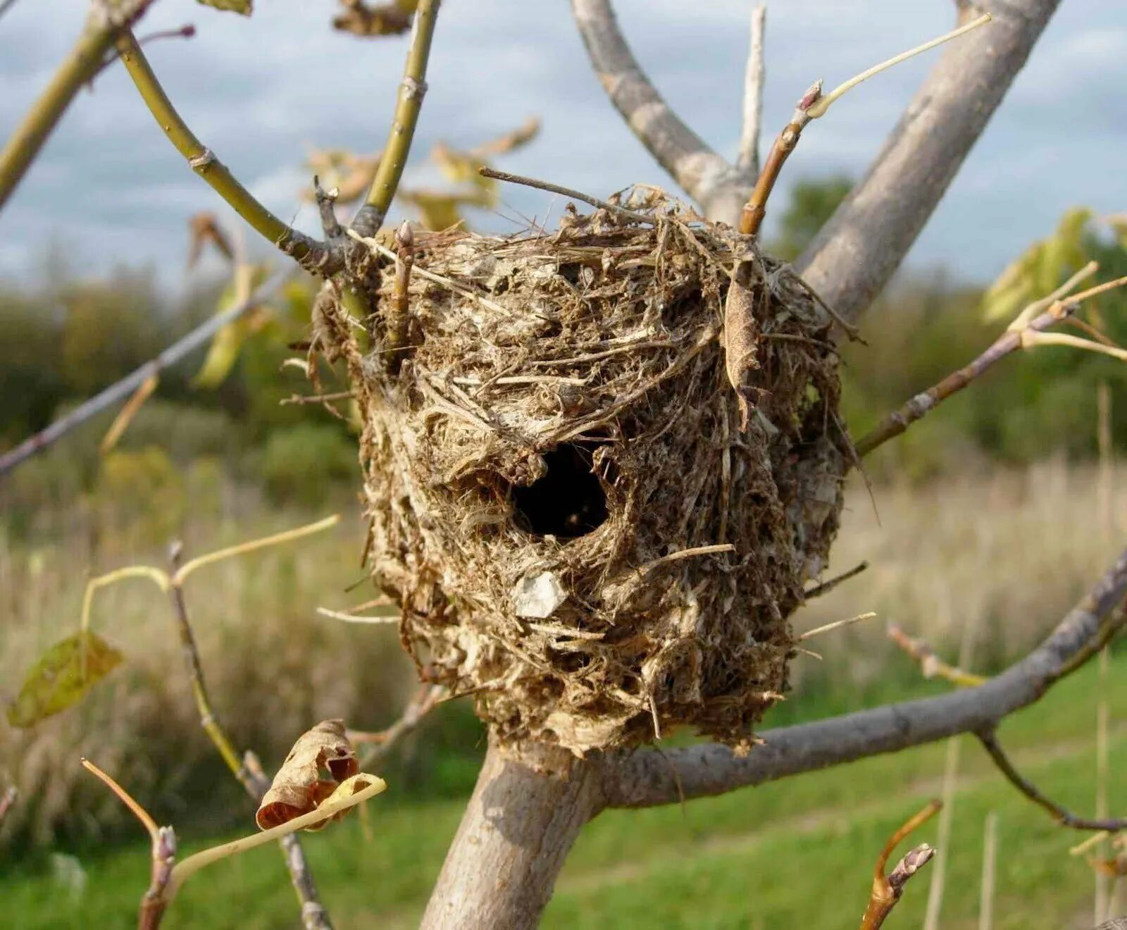 Где живут шмели. Шмелиное гнездо. Гнездо шмеля в земле. Шмелиное гнездо в земле.