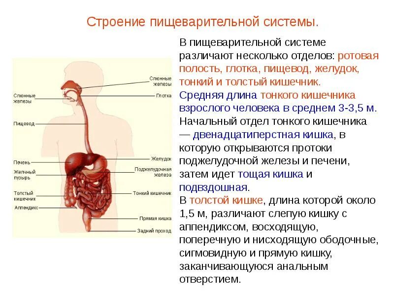 Пищевод кишечник. Схема строения пищеварительной системы. Анатомическое строение пищеварительной системы человека. Пищеварительная система презентация анатомия. Строение системы пищеварения, выделения, нервной системы.