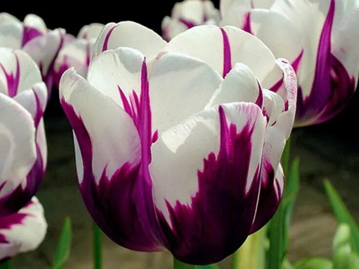 triumph pink Tulips, Rose, Flowers