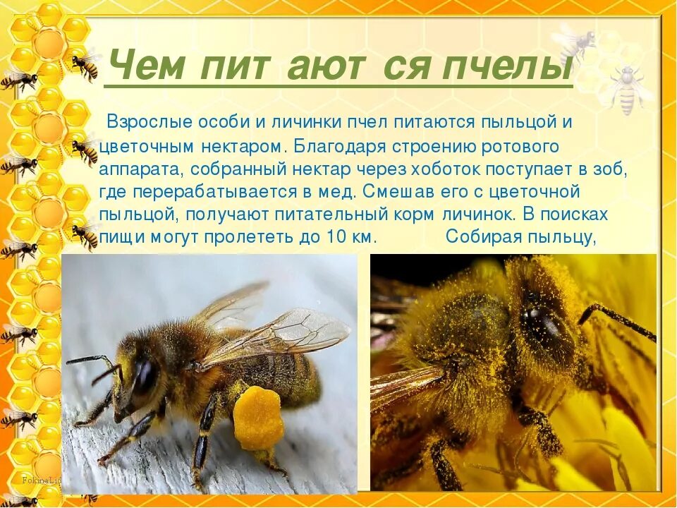 С пыльцой в голове значение. Питание пчел. Медоносная пчела. Пчела обитает. Чем питаются пчелы.