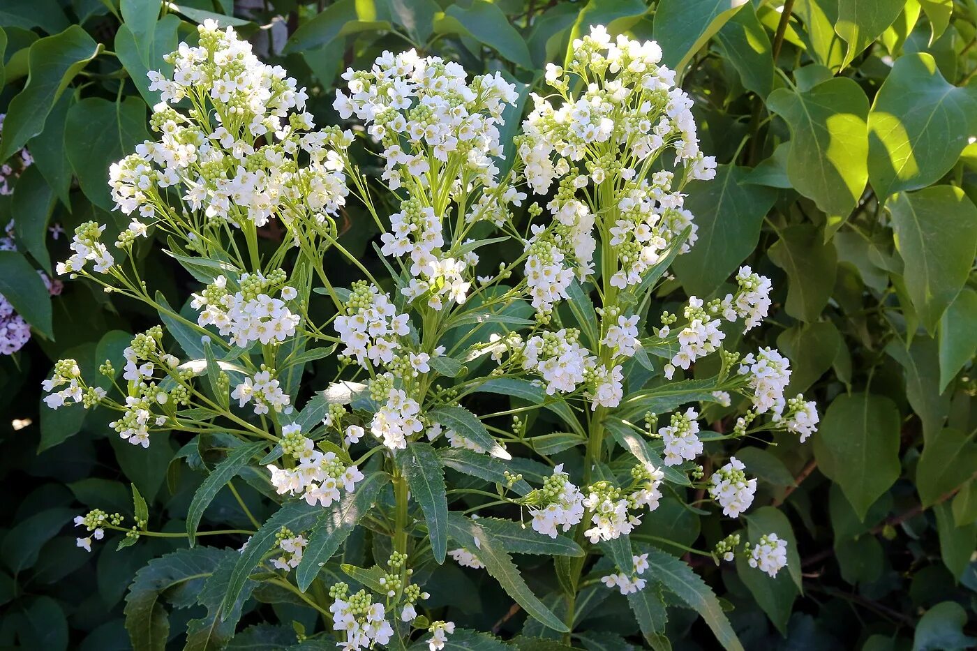 соцветие хрена. Armoracia rusticana. хрен соцветие. Armoracia rusticana. Armoracia rusticana.