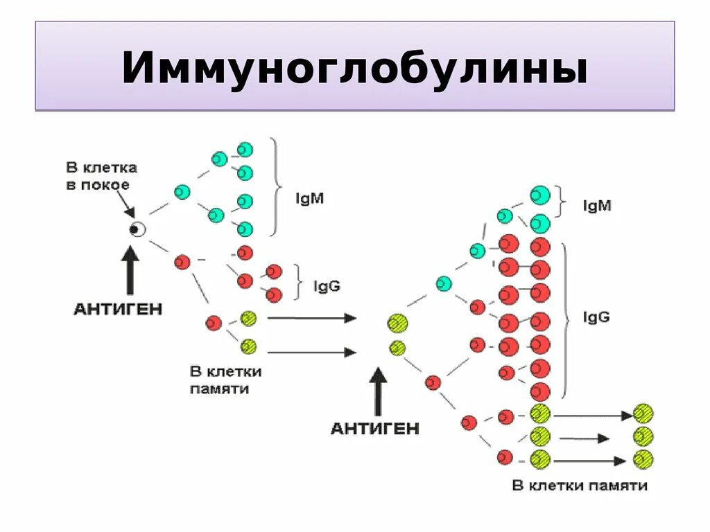 Гены иммуноглобулинов. Иммуноглобулины. B клетки памяти. Иммуноглобулин клетка. Суперсемейство иммуноглобулинов иммунология.