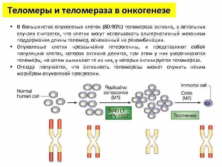 теломеры хромосом. теломеры. теломерные участки хромосом. теломеры что это. теломераза хромосомы.