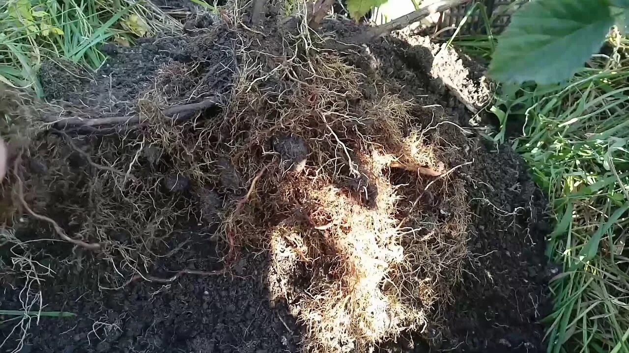Продам/купить саженцы ремонтантной ежевики прайм арк фридом, Харьковская обл A