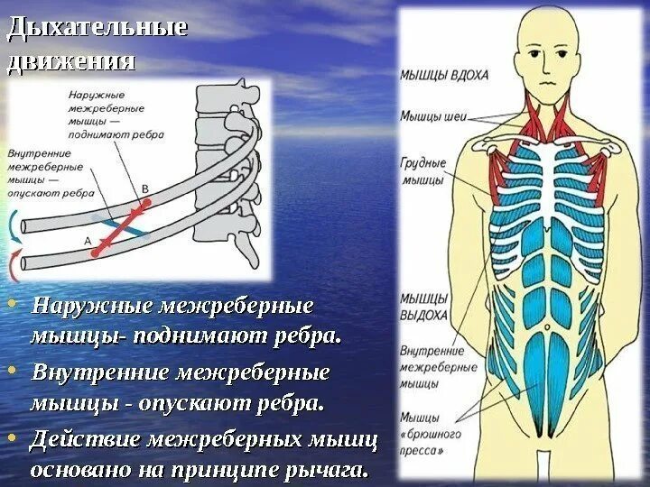 Дыхательные движения. Наружные и внутренние межреберные мышцы. Наружные и внутренние межреберные мышцы функции. Мышцы опускающие ребра. Наружные межреберные мышцы действие.