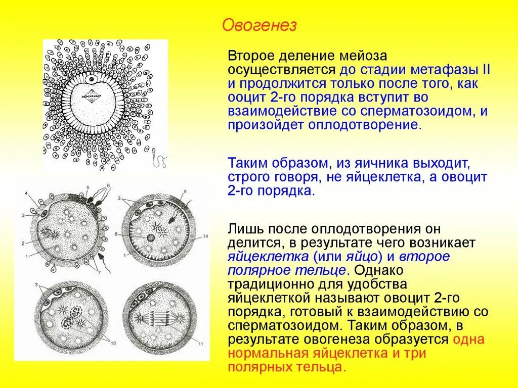 Ооцит 2го порядка. Второе деление фазы созревания овоцита. Овогенез. Редукционное деление яйцеклетки. Второе направительное тельце