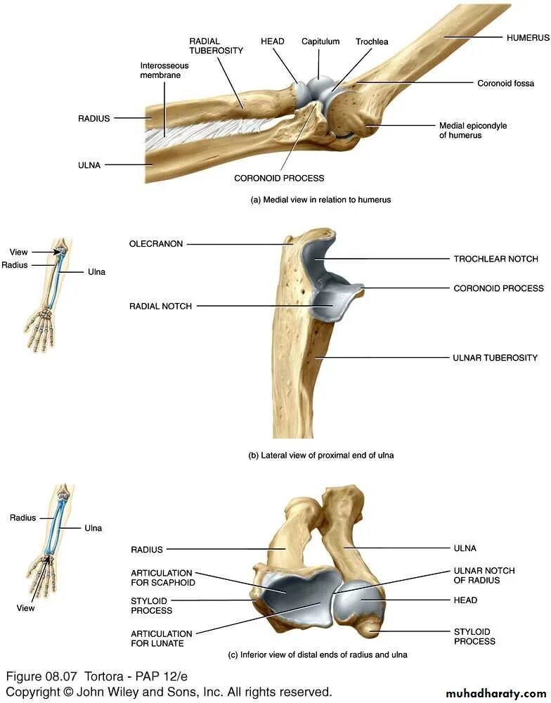 Olecranon латынь. Humerus radius ulna. head of radius and radial notch of ulna. olecranon анатомия. radial fossa.