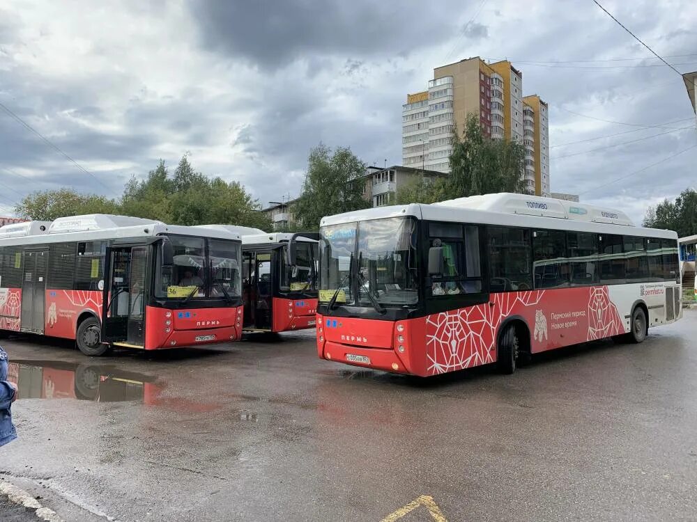 Автобус пермь звездный сегодня. Общественный транспорт Перми. Пермские автобусы. Автобус города Пермь. Новые автобусы в Перми.