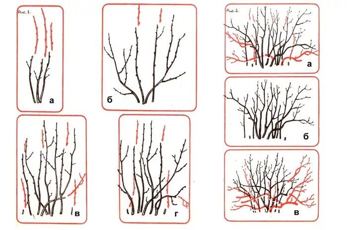 Схема обрезки крыжовника осенью. Схема обрезки смородины осенью. Обрезка чёрной смородины осенью схема. Обрезка йошты весной для начинающих в картинках. Подрезка смородины весной