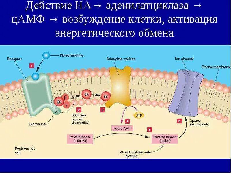 Цамф. Схема действия гормонов через аденилатциклазную систему. Аденилатциклазный механизм биохимия. Активация аденилатциклазы осуществляется. Какое вещество активирует аденилатциклазу.