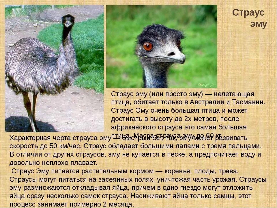 Решить эму. Австралийский страус эму. животные австралии страус эму. эму нелетающие птицы. доклад про страуса эму.