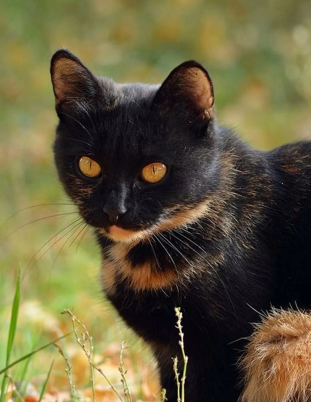 Бомбейская кошка трехцветная. Бомбейская черепаховая кошка. Бомбейская кошка пушистая. Черная черепаховая кошка. Порода черная с рыжими пятнами