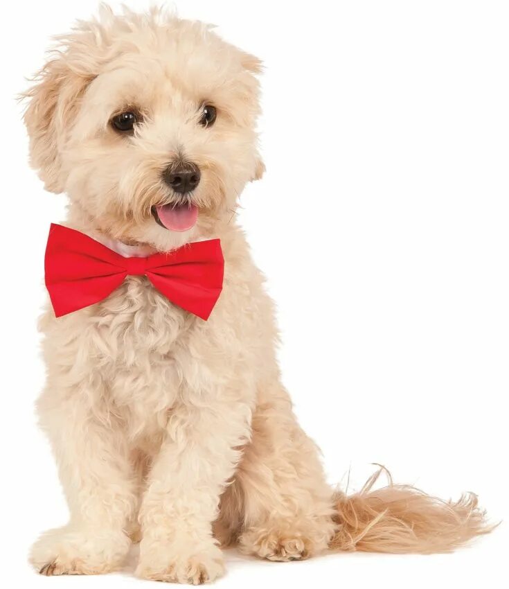 Собачка с красным бантиком. Собачка с красным галстуком. Собачка с красной бабочкой. Маленькие собаки с красными углами.