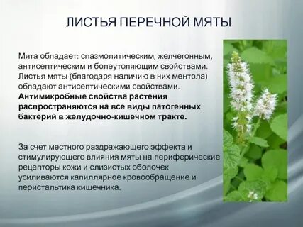 Систематика мяты