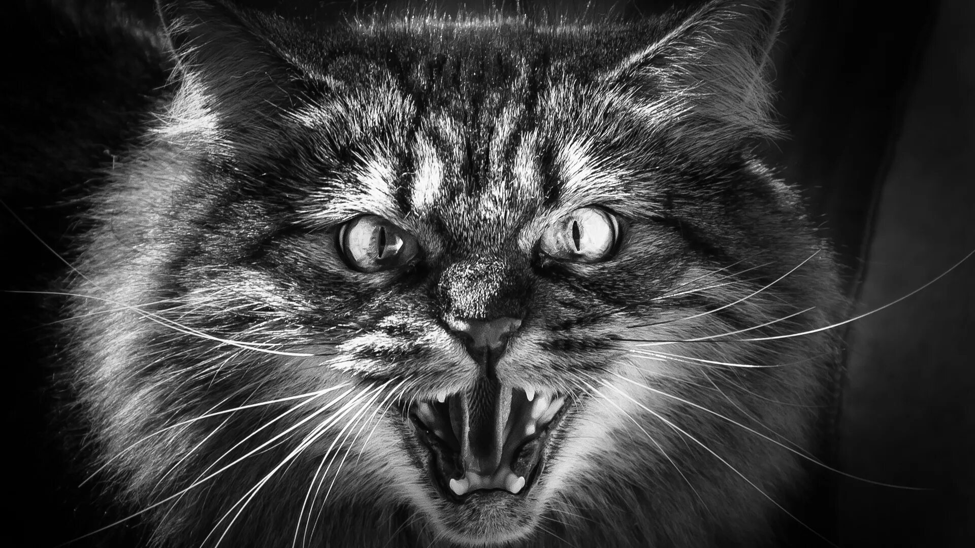 Злобный кот. Злой кот. Злая кошка. Кошка со злой мордой. Оскал кота.