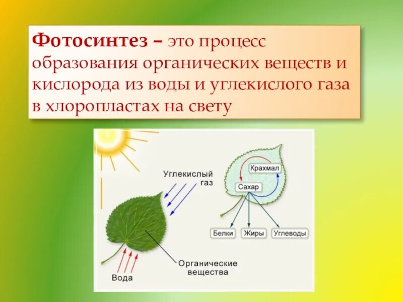 Орган клетки в котором происходит фотосинтез. Фотосинтез это процесс образования органических веществ. Фотосинтез это процесс образования органических веществ кислорода. Схема фотосинтеза у растений. Питание растений 6 класс биология.