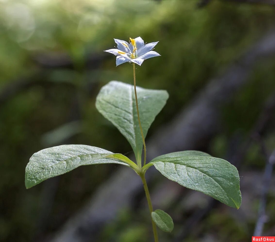 Седмичник обыкновенный. Седмичник европейский (trientalis europaea). Седмичник майник. Седлистник европейский. Седмичник.