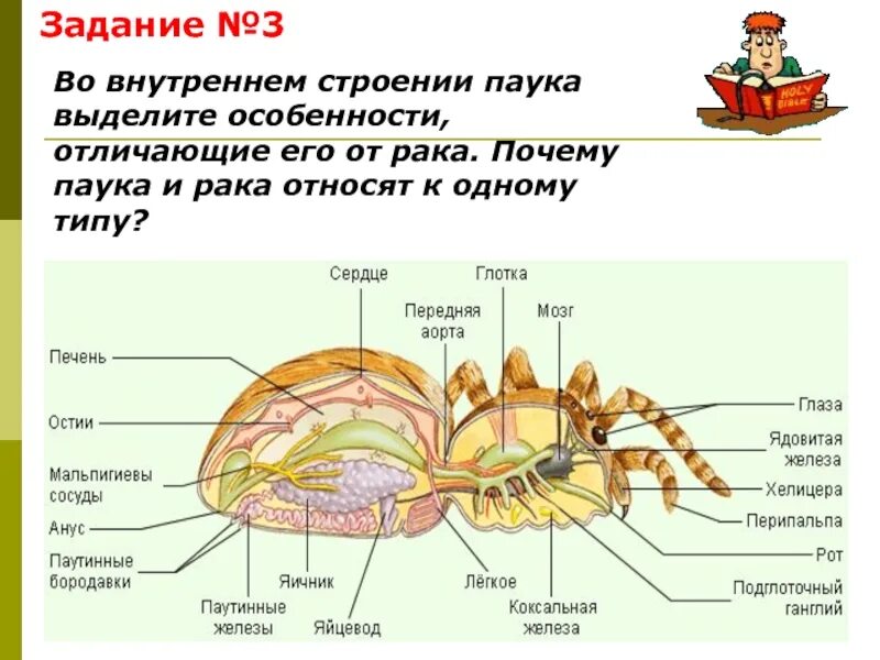 Строение паукообразных 7 класс биология. Строение паука 7 класс биология. Дыхательная система паука крестовика. Строение паукообразных 8 класс биология. Паукообразные паутинные железы