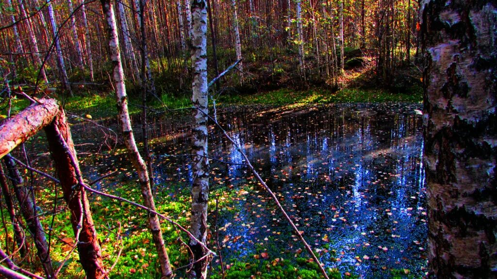 Череповец болота. Череповецкие болота. Череповецкие болота. Батанаковские болота. Уломское вологодская область болота.