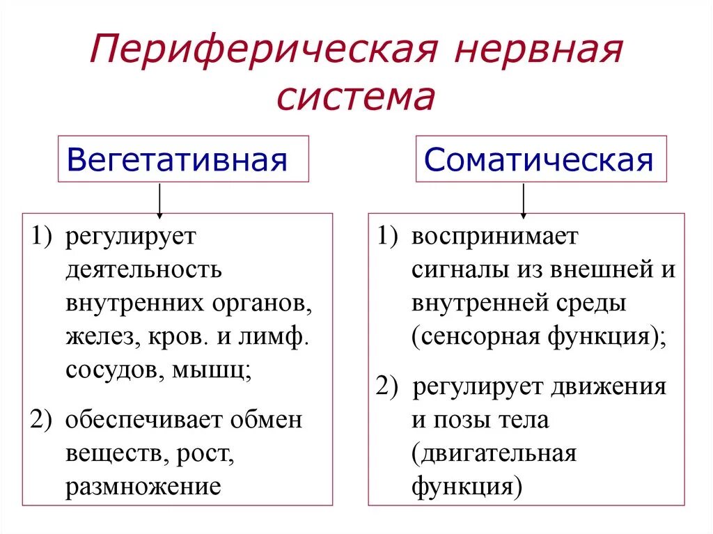 Какие функции выполняет периферическая нервная система