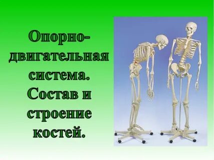 Опорная кость