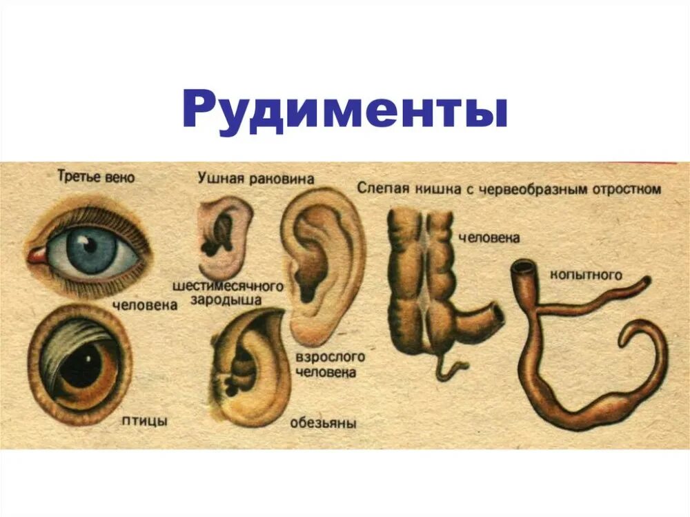 Рудимент третьего века человека. Ушные раковины рудиментарный орган. рудиментарные органы пример. рудиментарные органы и атавизмы.