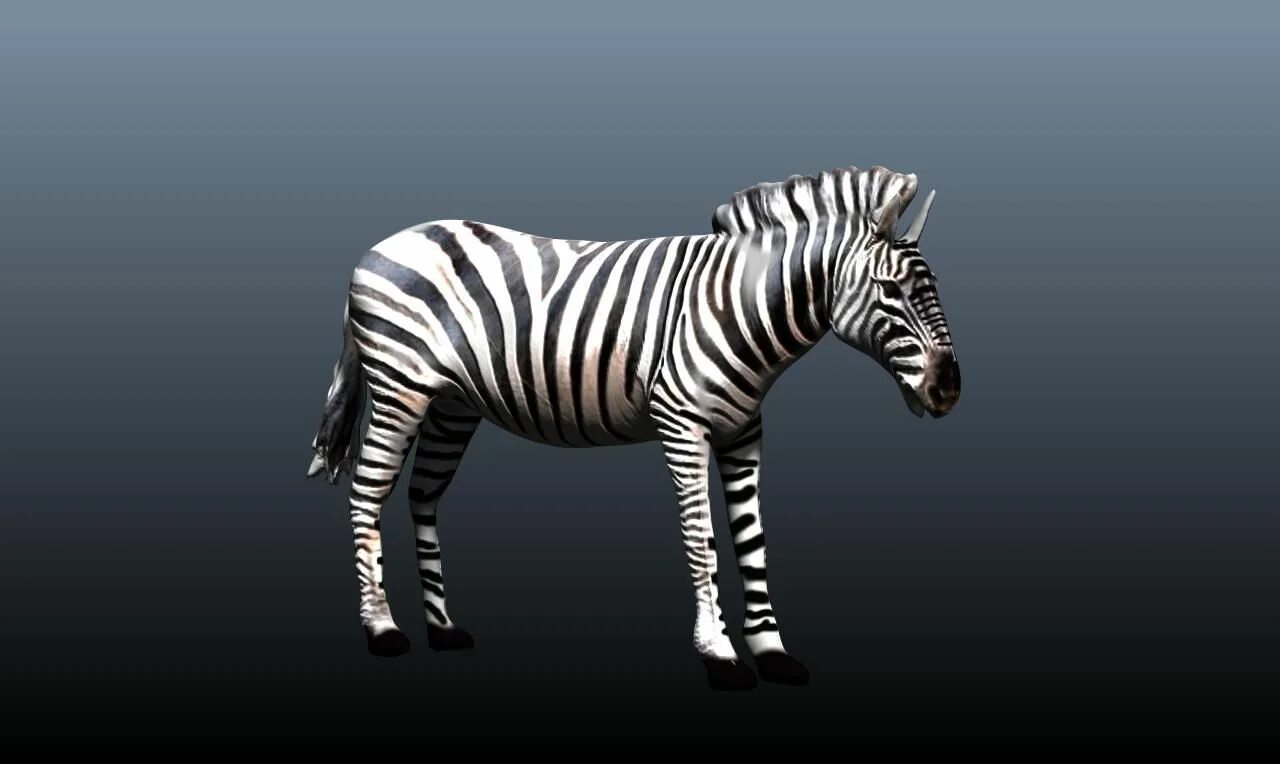 3 д звери. Zebra 3d. Leatt 3.5 Zebra. 3 Д животных. Зебра 3d модель.