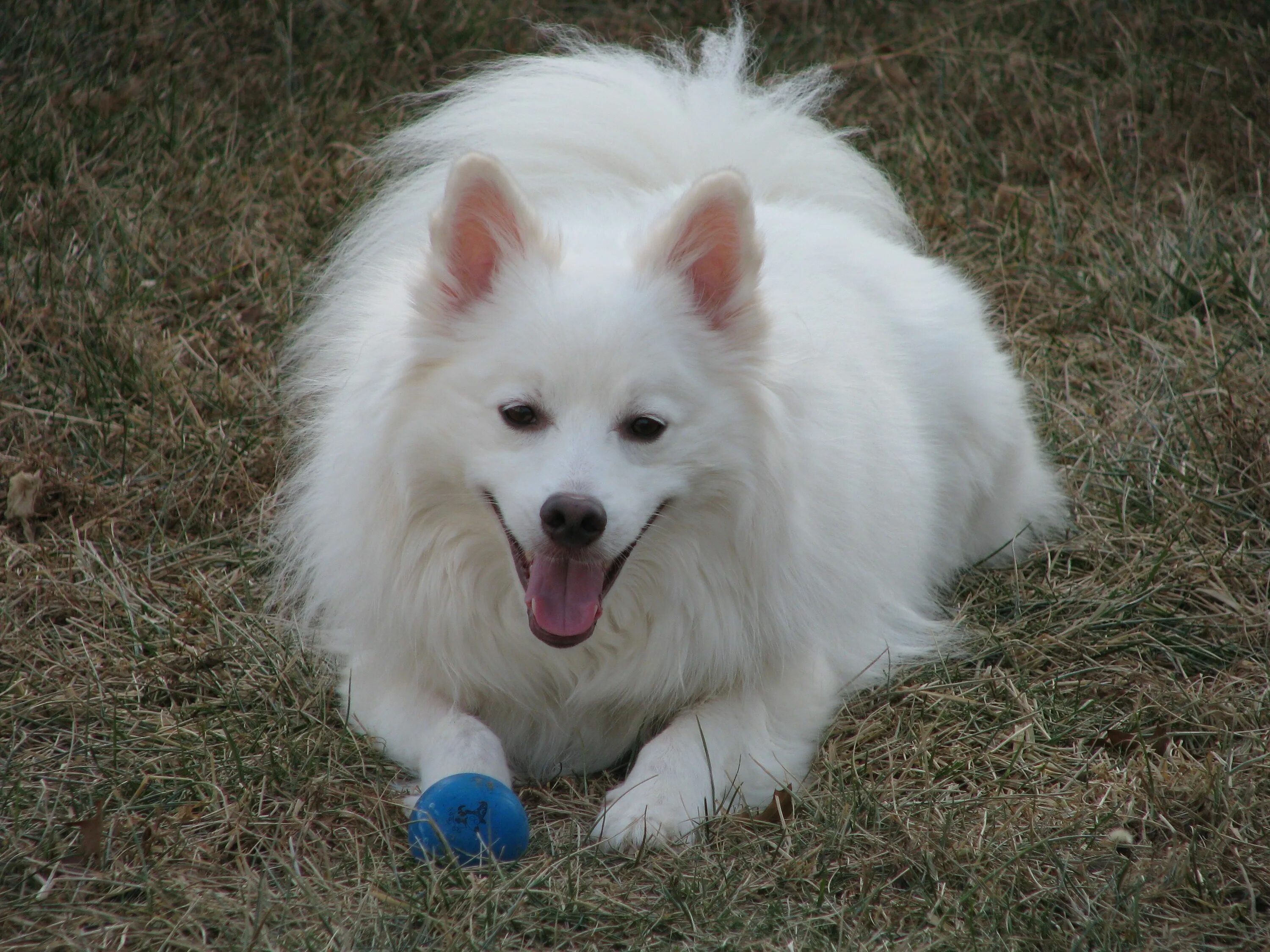 Friend Dog Spitz Fur, #Dog, #Spitz, #Fur, #Friend Popular dog breeds, Dogs poopi