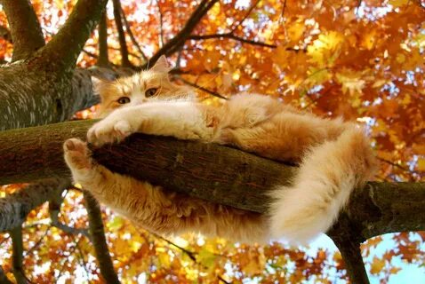 Теплого дня кот