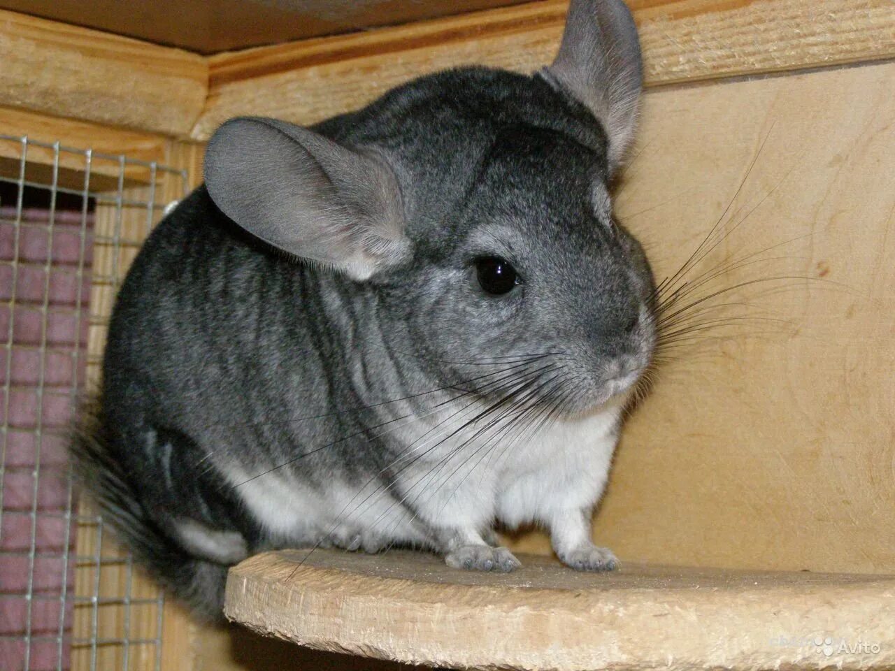 окрасы шиншилл. окрасы шиншилл. шиншилла гетероэбони. окрас шиншилла коричневый бархат. шиншилла фиолет.