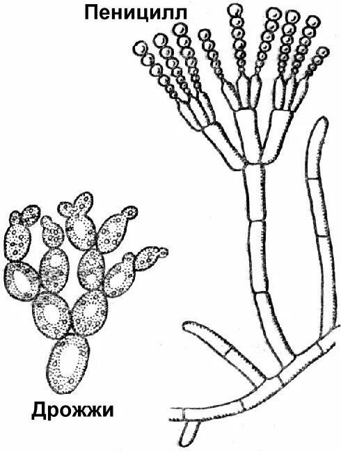Грибы мукор пеницилл дрожжи. Гриб пеницилл строение. Пеницилл строение клетки. Строение клетки гриба дрожжи. Пеницилл строение.