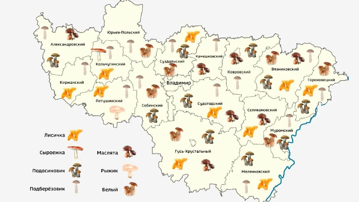 Пошли ли строчки. Грибная карта Владимирской области. Карта грибов Владимирская обл. Карта грибов Владимирской области. Грибные места во Владимирской области на карте.