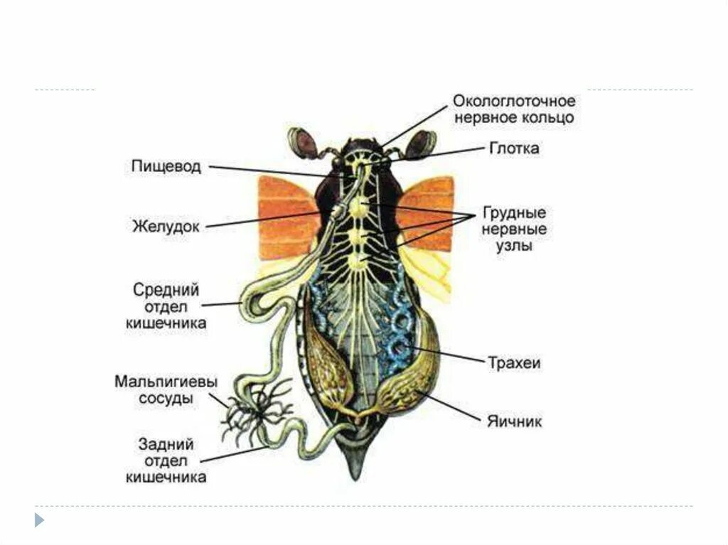 Насекомые имеют 3 отдела. Внутреннее строение майского жука таблица. Пищеварительная система майского жука. Строение пищеварительной системы майского жука. Внутренне строение майского жука.