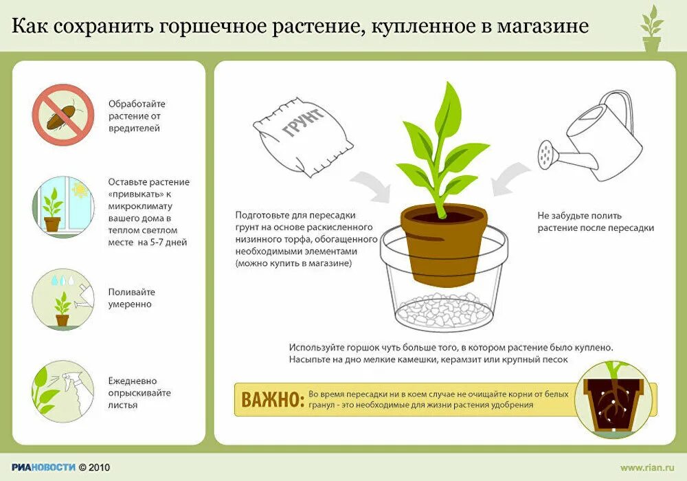 Советы по уходу за комнатными растениями. Инструкция по ухаживанию растений. Памятка о комнатных растениях. Ухаживание за растениями. Как можно сохранить растения