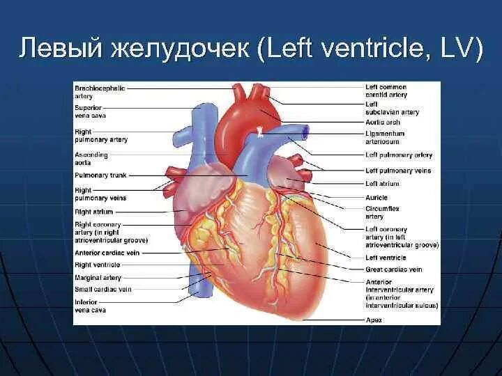 Желудочки сердца анатомия. Левый желудочек сердца анатомия. Сердце правый желудочек левый желудочек. Левый жедудочек сержце. Правый желудочек отделен от правого предсердия