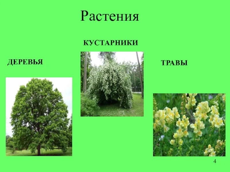 4 растения