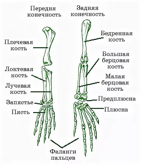 конечности передняя и задняя крокодила. передние и задние конечности. передние и задние конечности. скелет передних конечностей рептилий. скелет поясов конечностей земноводных.