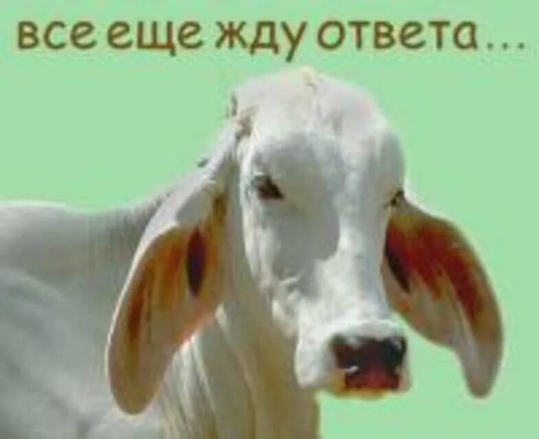 Ждите ответа картинка. Жду ответа как. Ждем ответов как соловья летов. Жду картинки. Жду как соловей лета.