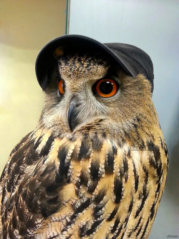 Клюв совы. Филин bubo bubo linnaeus, 1758. Узамбарский филин. Птица. Узамбарский филин.