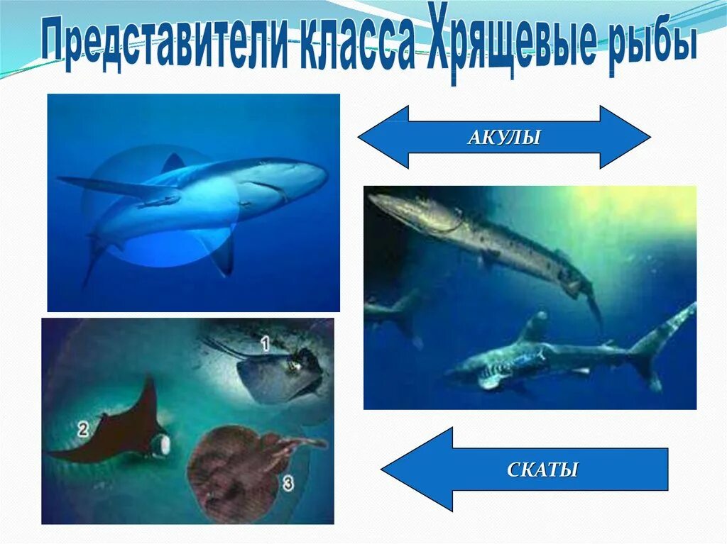 Признаки акул и скатов по группам. Хрящевые рыбы представители скаты. представители отряда акулы. хрящевые акулы представители. хрящевые рыбы акулы и скаты.