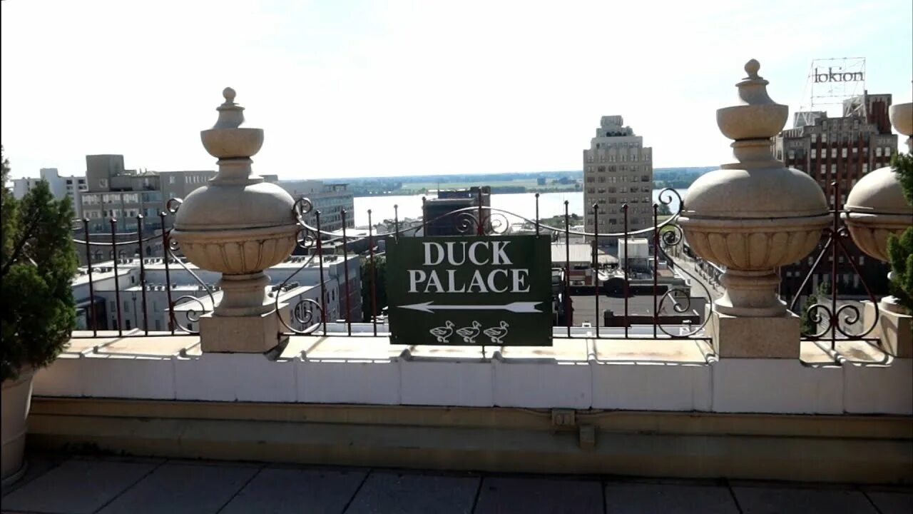 Ducks hotel. Ducks гостиница. Утки в пибоди. Аб дак гостиница. Сопроводитель уток профессия.