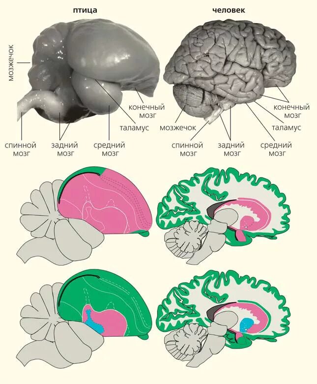 Мозг животных. Мозг птицы и человека. Мозг птицы мозг млекопитающего.