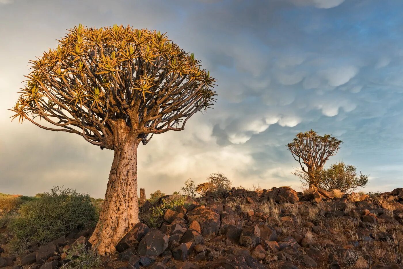 дерево подробная. намибия пустыня колчанное дерево. дерево подробная. кокербом намиб. кавказский граб дерево.