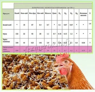 Пшеница курам как давать