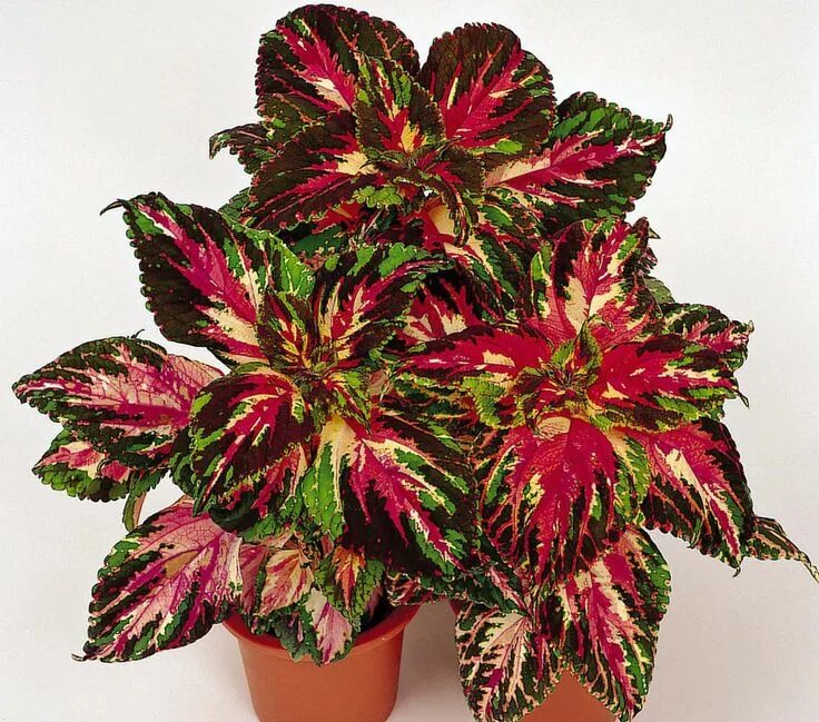 Кодиеум пестрый Секреты выращивания комнатных растений Plant leaves, Garden, Pla